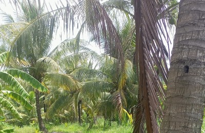 Chính chủ bán lô đất 1803.5 m2, 900k/m2 tại xã Sơn Hòa, Châu Thành, Bến Tre